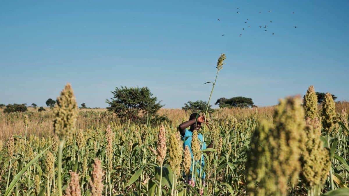 Monções na Índia em 2026: Chuvas abaixo da média preocupam a economia asiática?