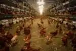 Vários países interromperam a importação de aves de frango originárias do Brasil devido a ocorrências de gripe aviária