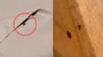 Biódescobre aranhas marrons em quarto alugado: “Vou dormir no carro”