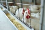 O Brasil está sujeito a sanções de mais de 20 países devido à gripe aviária