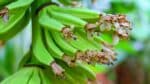 A mudança climática ameaça a produção mundial de bananas