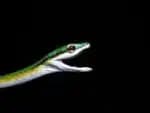 Conheça a cobra-papagaio, serpente colorida que habita as árvores do Brasil