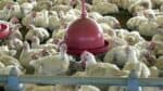 Brasil registra o primeiro caso de gripe aviária em propriedade rural