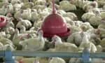 Brasil impõe restrições comerciais à importação de frango da região Sul