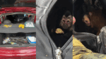 Homem e mulher são detidos por tentar prender macaco-prego na Mata da Tijuca
