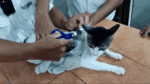 Gato é utilizado para transportar drogas para dentro do presídio na Costa Rica