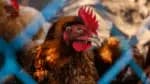 Brasil reabre as exportações de frango para o Japão e outros 16 países