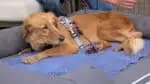 Cão viaja aproximadamente 160 quilômetros após escapar de um lar adotivo