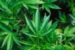 Consumo de maconha associado a maior risco de morte por infarto e acidente vascular cerebral, aponta pesquisa