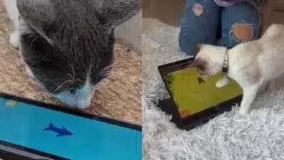 Imagem card com fundo