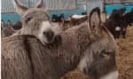Na China, seis milhões de burros são utilizados para produção de suplemento alimentar