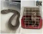 Corpo de bombeiros resgata cobra rara e gatos sem pelo em Minas Gerais