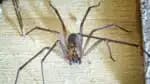 Uma mulher foi internada em Santa Catarina após ser picada por uma aranha-marrom