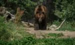 Urso ataca mulher em residência para pessoas com deficiência no Japão