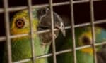 Polícia do RJ apreende 90 aves selvagens destinadas à venda em mercado popular