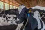 Danone reduz emissões com projeto que usa vacas e música clássica
