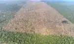 Amazônia perde 1,2 mil campos de futebol por dia, alerta estudo