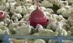 Albânia, Namíbia e Índia suspendem a importação de frango do Brasil