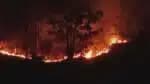 COP30: 2024 – Recorde mundial de incêndios em florestas