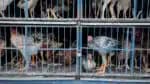 Venda frangos no Paranoá (região administrativa do DF). O Ministério da Agricultura e Pecuária informou que o risco de infecção humana por gripe aviária é considerado baixo, geralmente restrito a pessoas com contato direto com aves contaminadas (vivas ou mortas). O órgão confirmou o 1º foco do vírus da influenza aviária em aves de criação comercial no Brasil. Segundo o ministério, os produtos inspecionados no local permanecem seguros para consumo. | Sérgio Lima/poder360 - 19.mai.2025