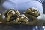 Nos Estados Unidos, zoológico recebe ninhadas de tartarugas-das-galápagos