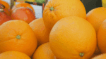 A produção de laranja deverá aumentar 36,2%, aponta a Fundecitrus