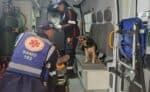 Cachorra se recusa a deixar levar tutor após acidente e acompanha em ambulância