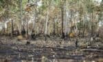 O desmatamento na Amazônia aumentou 163% em dois anos, ao mesmo tempo em que houve uma redução no desmatamento