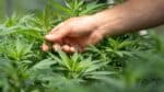 Fisco apreendeu maior quantidade de maconha durante o governo Lula no 3º ano em comparação com os 4 anos do governo Bolsonaro
