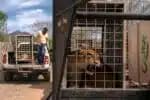 A violência resultou no sequestro forçado de 700 animais de um santuário em Sinaloa, no México