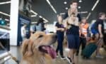 Tribunais podem impedir que companhias aéreas transportem animais de apoio emocional, determina o STJ