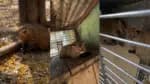 Agente do Ibama é investigado por transporte ilegal de animais