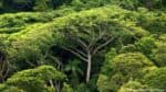 Em 2024, houve uma diminuição de 14% no desmatamento da Mata Atlântica