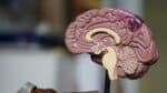 Dr. Kalil: Identifique os sintomas-chave de tumores cerebrais