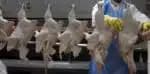 Exportadores do Brasil se preparam para rejeições de cargas devido à gripe aviária