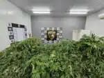 Homem detido com quantidade de maconha para 115 anos de uso em Pernambuco