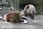 A handout picture released by Wildwood Devon wildlife park on June 24, 2025 shows two bears Misha and Lucy, both 4, in their enclosure at Wildwood Devon in Ottery St Mary, southwestern England. The two young bears escaped from their enclosure and devoured a week's worth of food store honey before falling asleep, the attraction said. (Photo by Handout / WILDWOOD TRUST / AFP) / RESTRICTED TO EDITORIAL USE - MANDATORY CREDIT "AFP PHOTO / WILDWOOD DEVON" - HANDOUT - NO MARKETING NO ADVERTISING CAMPAIGNS - DISTRIBUTED AS A SERVICE TO CLIENTS