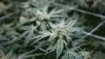 Tailândia avança com planos de punir o cultivo e o uso de maconha, colocando em risco o mercado