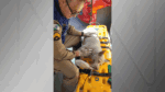 Cachorra recebe oxigênio após ser resgatada de incêndio no Paraná