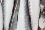 Tratamento com pele de peixe ajuda a salvar a vida de recém-nascido prematuro