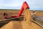 CNA: Setor agrícola deve representar maior participação no Produto Interno Bruto em 22 anos