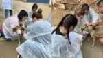 Médicos-veterinários analisam ocorrências de óbitos de 200 cães em áreas rurais do Espírito Santo