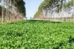 Brasil apresenta rede de agricultura tropical regenerativa na COP30