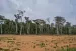 Syngenta lança iniciativa na China para recuperar 280 mil hectares de terras degradadas no Cerrado brasileiro