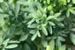 Kelida Marques ensina simpatias e plantas para proteger o lar de energias negativas