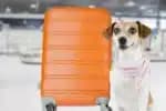 Europa determina que cachorro tem o mesmo valor que bagagem em voos após caso da Iberia