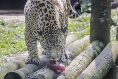 Imagem do post Opções para refrescar os animais no Zoo de SP são usar uma mangueira, frutas ou até picolé