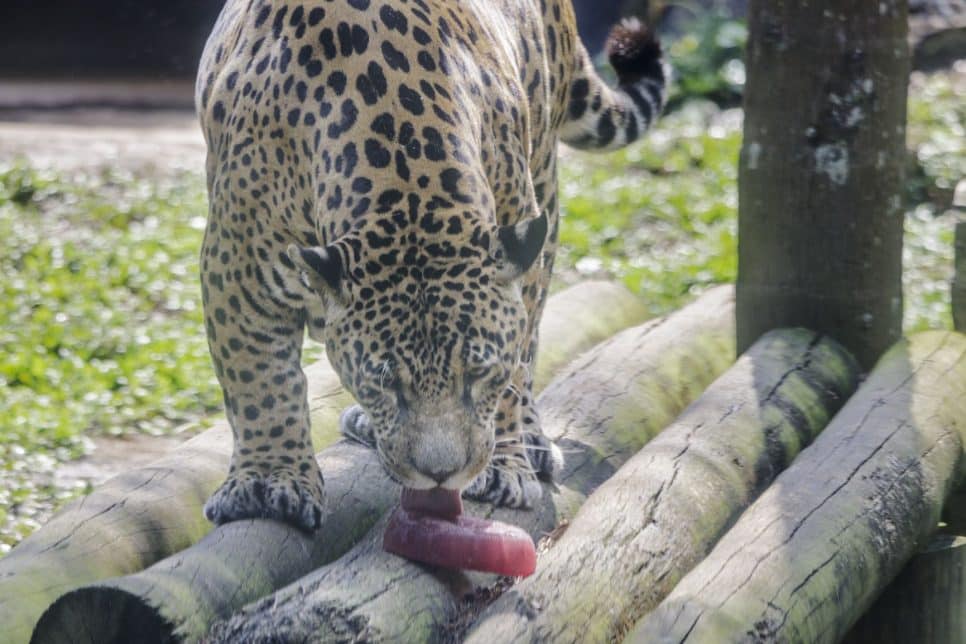 Opções para refrescar os animais no Zoo de SP são usar uma mangueira, frutas ou até picolé