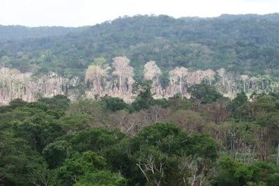 Imagem do post Dino assina acordo de R$ 1 bi com BNDES para segurança da Amazônia na sexta-feira