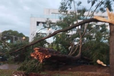 Imagem do post Durante tempestade no DF, uma árvore cai e danifica 18 carros; assista ao vídeo